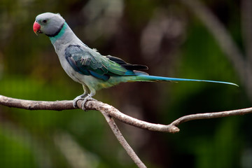 this is a side view of a malabar parakeet