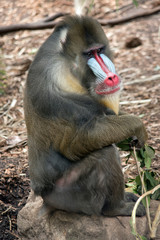 this is a side view of a mandrill