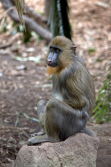 this is a young mandrill sitting on a rock