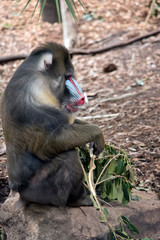 this is a side view of a mandrill eating