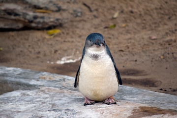 the fairy penguin is resting