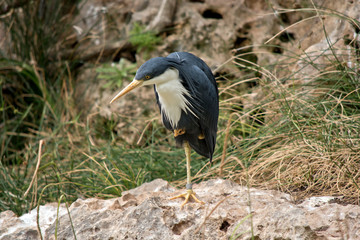the pied heron is standing on one leg