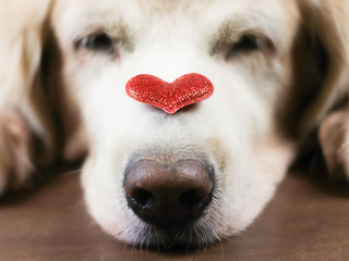 Close up image of red glitter heart on sleeping golden retriever dog's nose , Valentine's day concept.