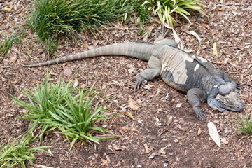 the Rhinoceros iguana is crawling on the grassed area