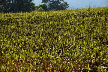 A burnt field blacken after a bush fire, the first new buds just starting, Khao Yai National park, Thailand