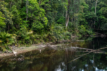 Forest water green mirror. Beautiful reflection in forest creek in autumn.Tropical rain forest in Khao Yai National Park, Thailand.