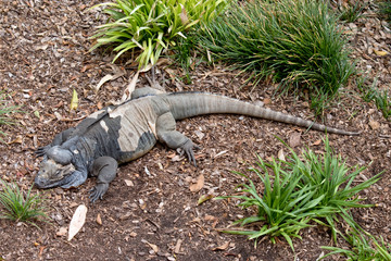 the Rhinoceros iguana is crawling on the grassed area
