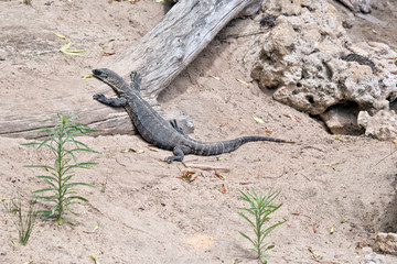 the Rosenberg  lizard is climbing