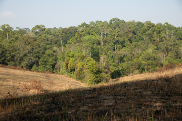 Fototapeta premium Burned forest after fire in Khao Yai National Park, Thailand