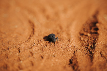head-stander beetle aka Onymacris unguicularis walking in red sand