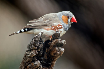 the zebra finch is resting on a log
