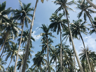 Fototapeta premium Coconut trees under blue sky