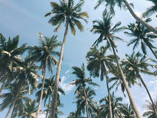 Obraz na płótnie Canvas Coconut trees under blue sky
