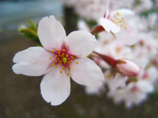 Fototapeta na wymiar 桜の花3