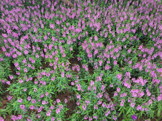 Purple flower blooming at the garden