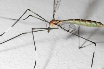 Macro Photo of Crane Fly on White Floor