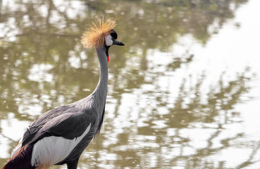 Close up Grey Crowned Crane Walking in The Swamp