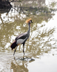 Close up Grey Crowned Crane Walking in The Swamp