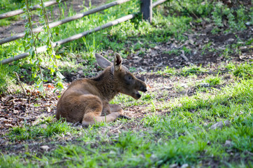 European moose baby