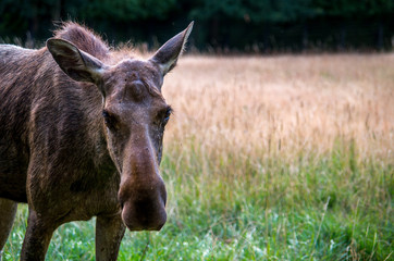 The elk (Alces alces) is the largest and heaviest extant species in the deer family.