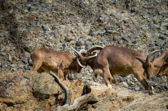 The Barbary sheep (Ammotragus lervia) or aoudad is a species of caprid native to rocky mountains in North Africa