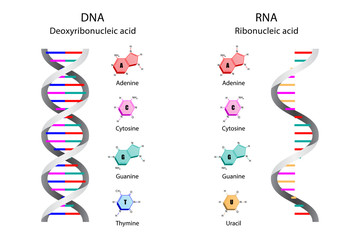 Illustration of Image poster, Differences in Structure of DNA and RNA molecules, scientific icon spiral. - obrazy, fototapety, plakaty