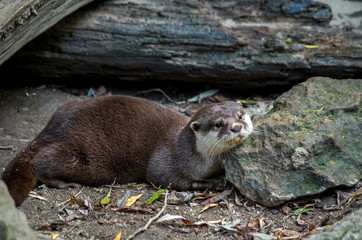The Asian small-clawed otter (Amblonyx cinerea), also known as the oriental small-clawed otter or...