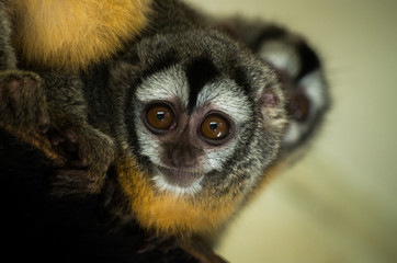 Azara's night monkey looking