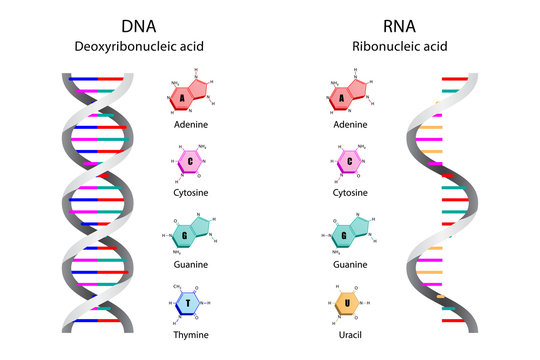 Illustration of Image poster, Differences in Structure of DNA and RNA molecules, scientific icon spiral.