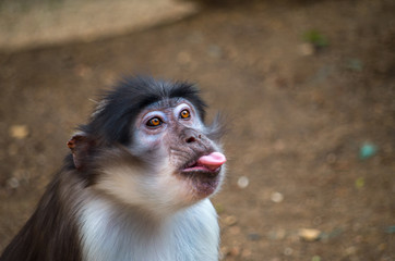 The sooty mangabey (Cercocebus atys) is an Old World monkey found in forests from Senegal in a margin along the coast down to Ghana