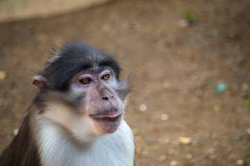 The sooty mangabey (Cercocebus atys) is an Old World monkey found in forests from Senegal in a margin along the coast down to Ghana