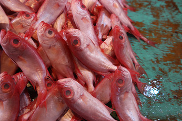 many fishes on the market