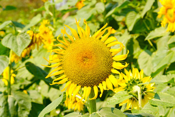 Sunflower with Bud Sunflower Blossom.Organic Farming nature concept