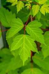 Close up of a plant with vibrant green leaves and red stem on a sunny day
