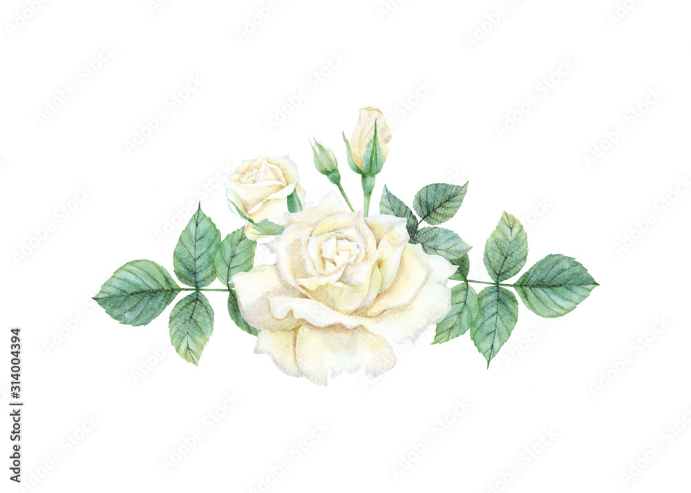 Wall mural watercolor of white rose set