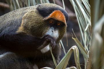 The De Brazza's monkey (Cercopithecus neglectus) is an Old World monkey endemic to the wetlands of central Africa. It is one of the most widespread African primates that live in forests.
