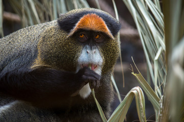 The De Brazza's monkey (Cercopithecus neglectus) is an Old World monkey endemic to the wetlands of central Africa. It is one of the most widespread African primates that live in forests.