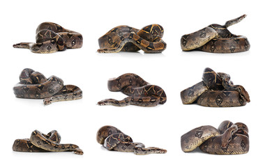 Photos of boa constrictor on white background, collage