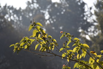 yellow flowers and leaves