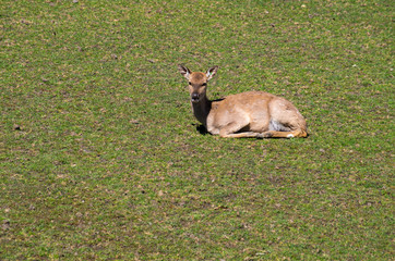 Sika deer female