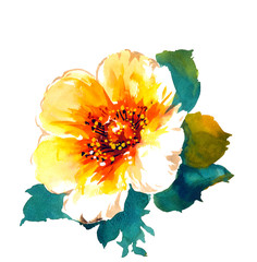 cherry blossoms after winter.   isolated on a white background.