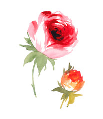 two roses flowers carry the scent of spring