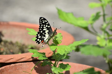 Obraz premium butterfly on a flower