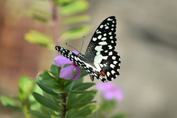 Beautiful Butterfly