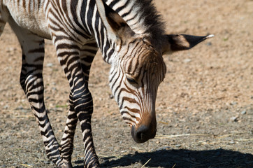 Fototapeta na wymiar Young zebra looking on the ground