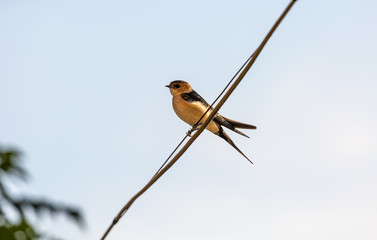 Bird on wire and blue sky