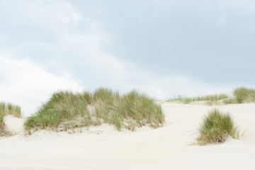 Fototapeta na wymiar lyme grass on the sand dune