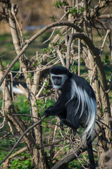 The mantled guereza (Colobus guereza)