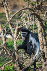 The mantled guereza (Colobus guereza)