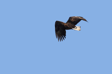 Eagle flying on blue sky background.  White-tailed eagle (Haliaeetus albicilla) hunting in natural habitat. Bird of prey looking for prey.